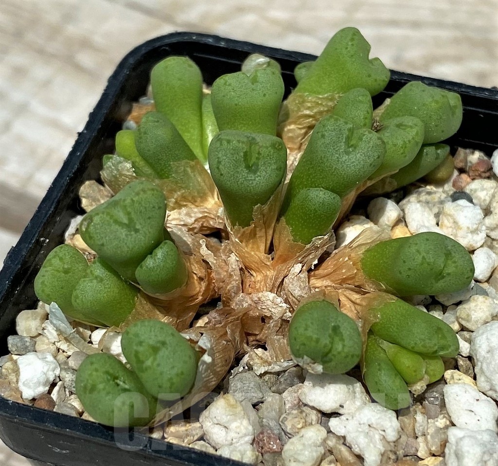 SH11833 Conophytum aff. minutum
