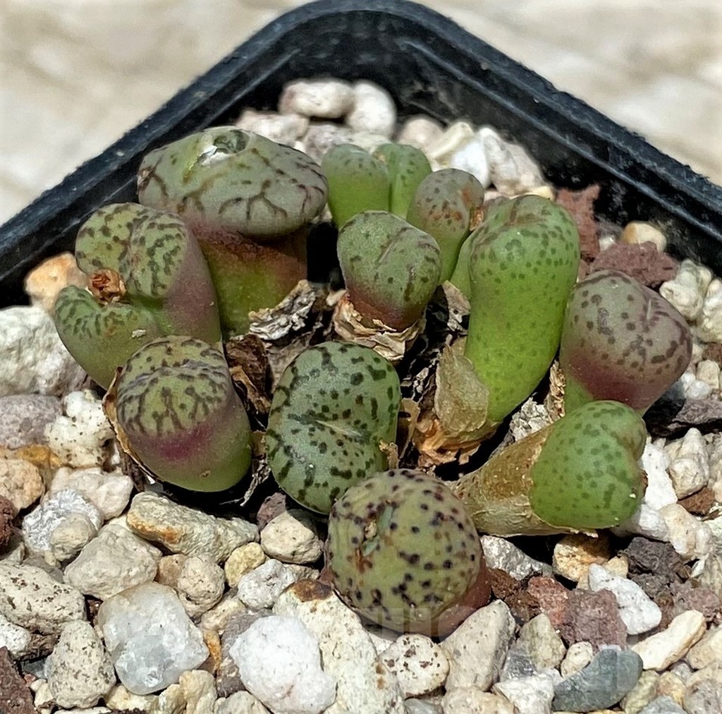 SH11842 Conophytum obcordellum mix