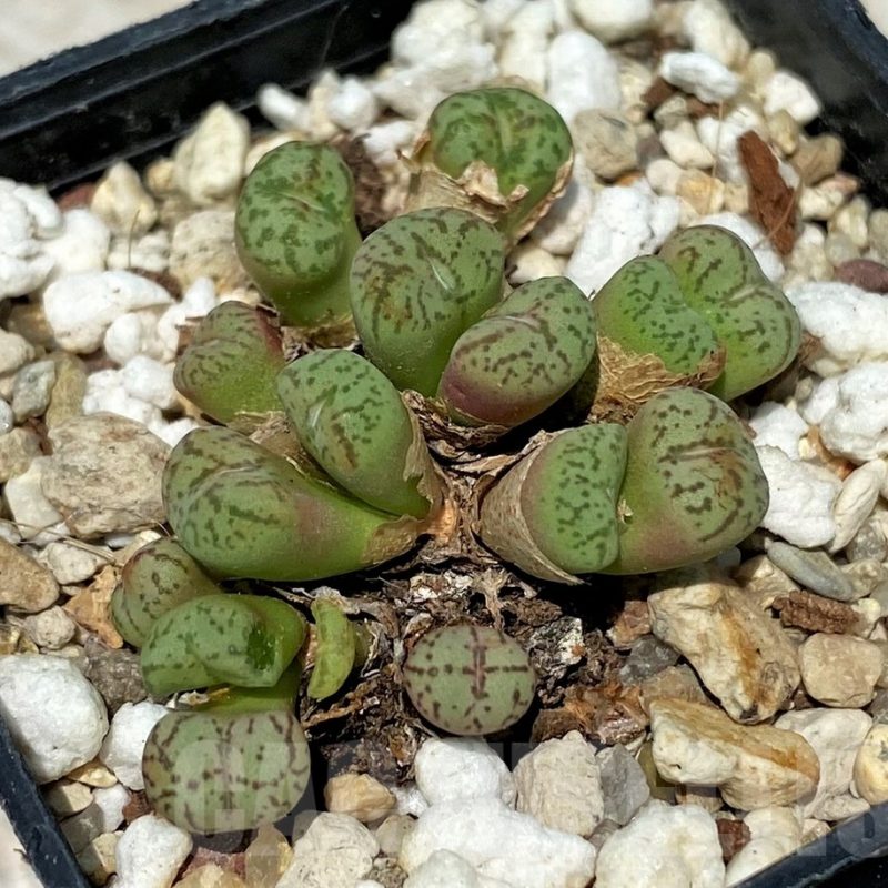 SH11843 Conophytum obcordellum mix