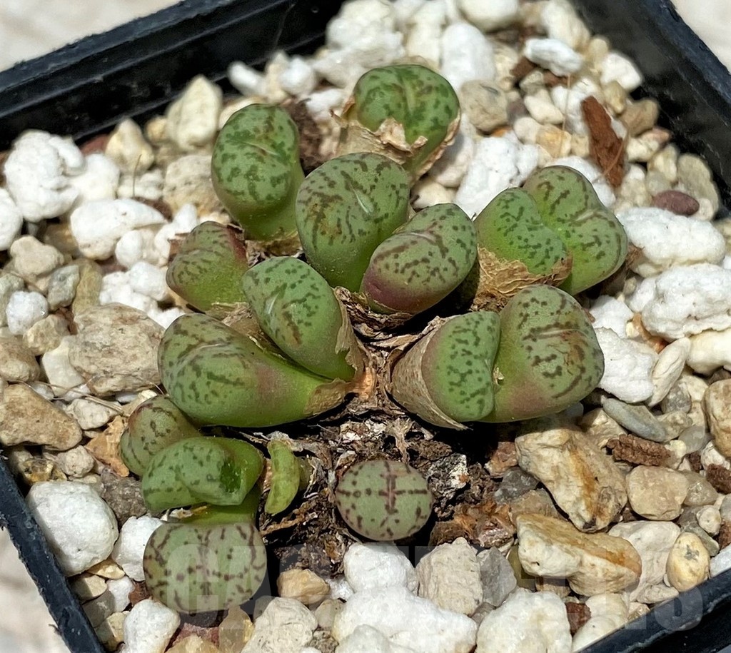 SH11843 Conophytum obcordellum mix
