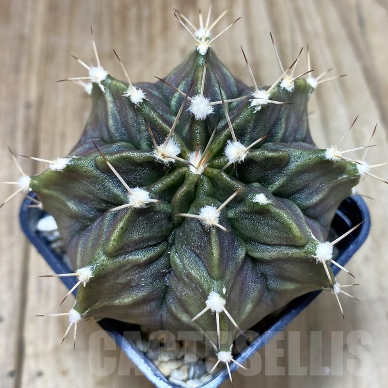 SH1190 Gymnocalycium mihanovichii GP-1
