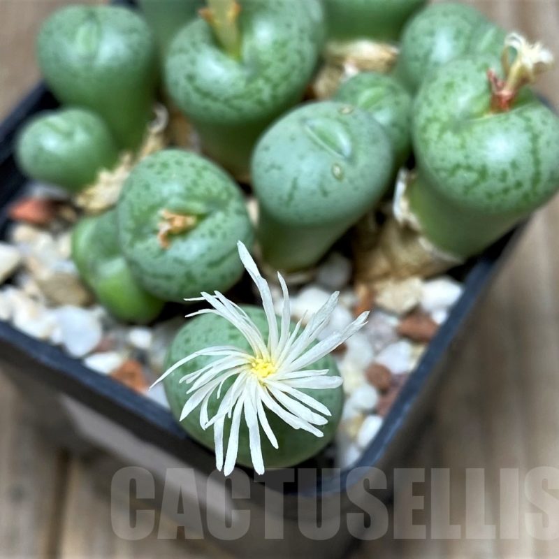 SH11934 Conophytum obcordellum 'Lambertense'