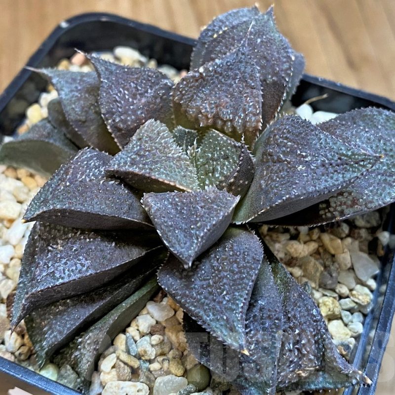SH11985 Haworthia hybrid
