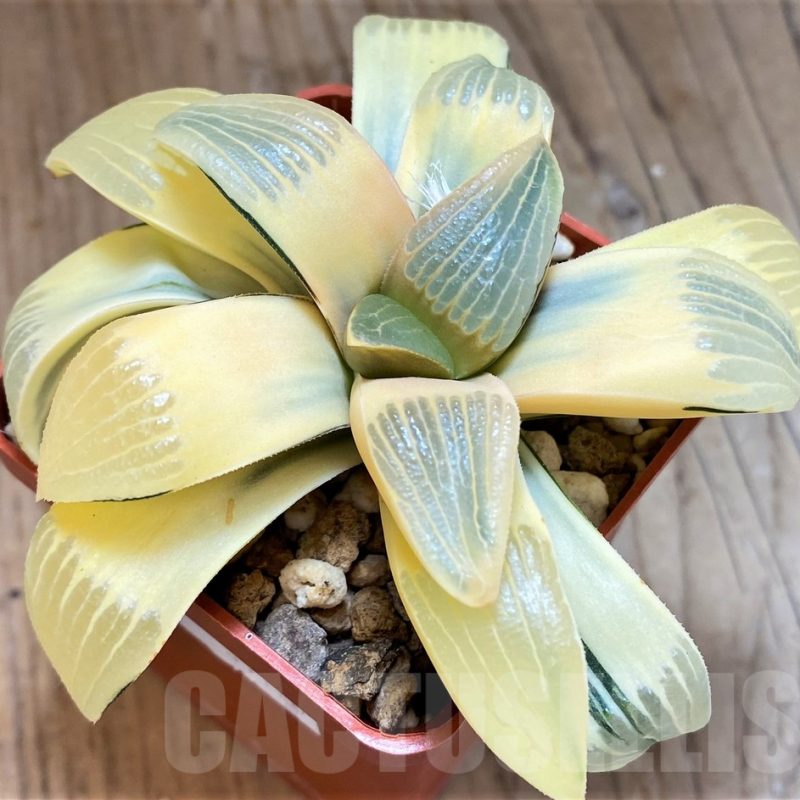 SH11998 Haworthia springbokvlakensis x bayeri f. variegata