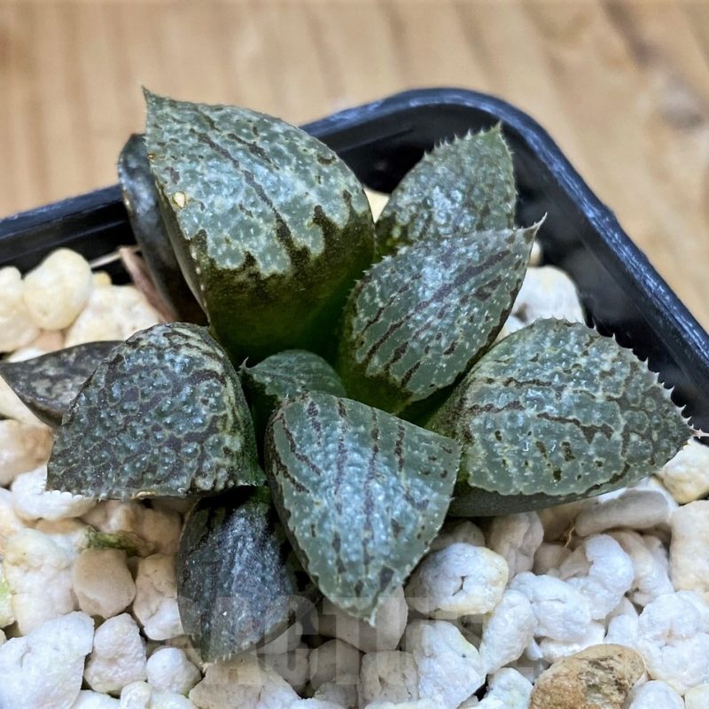 SH12004 Haworthia picta hybrid