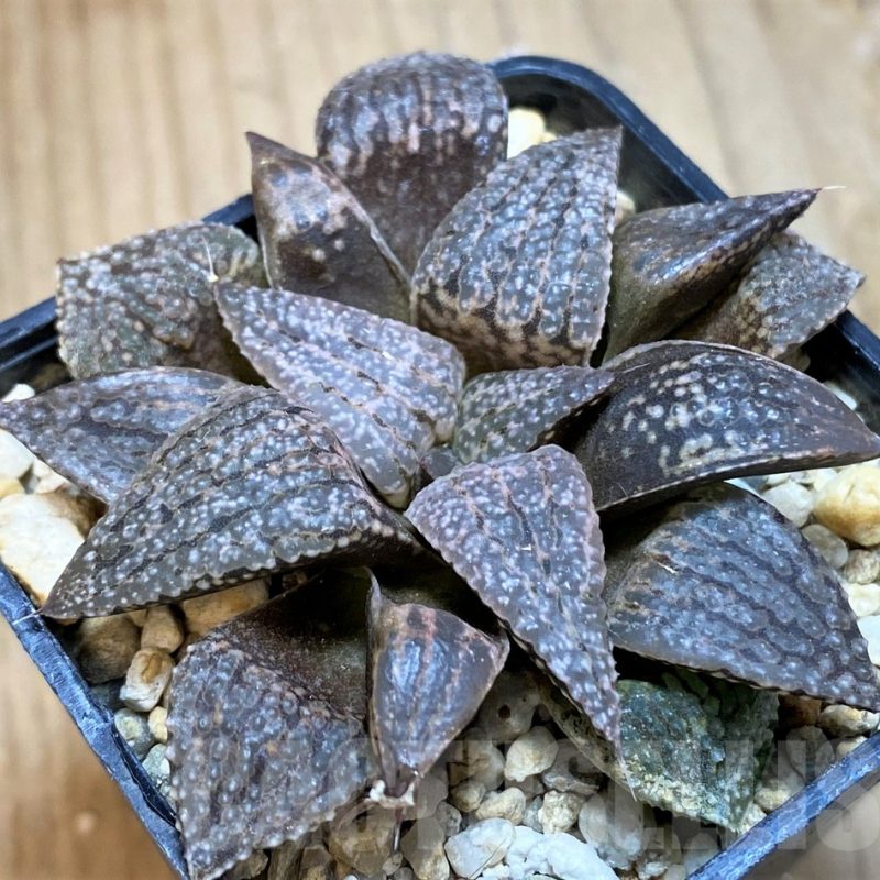 SH12005 Haworthia picta hybrid