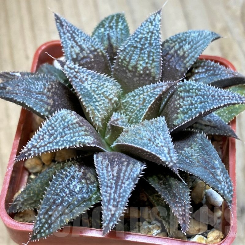 SH12007 Haworthia 'Bev's wonder' hybrid F2