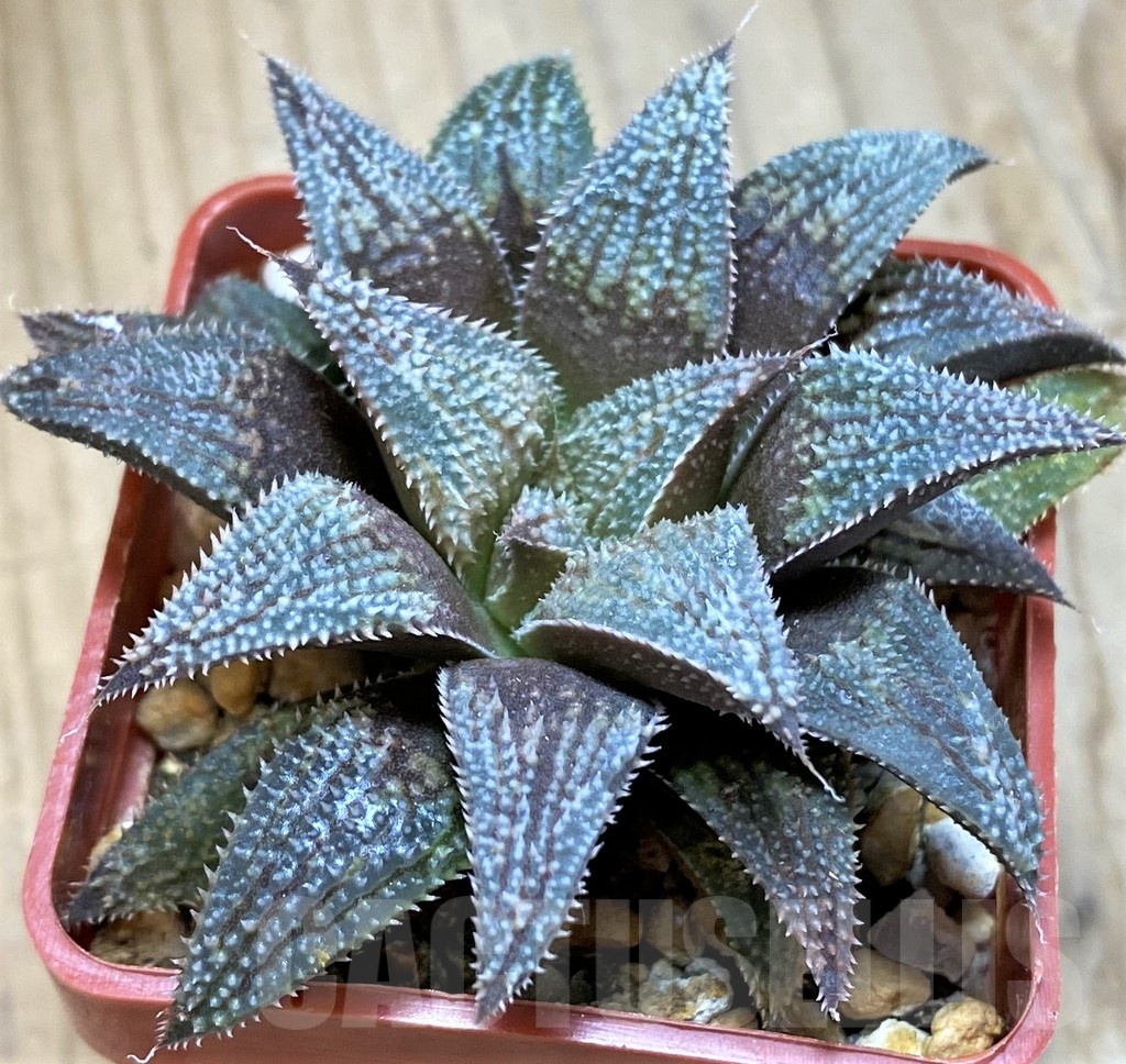 SH12007 Haworthia 'Bev's wonder' hybrid F2