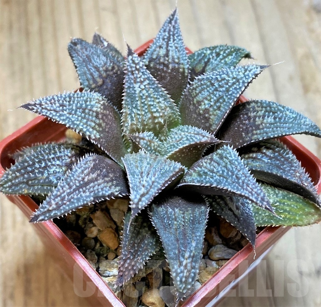 SH12007 Haworthia 'Bev's wonder' hybrid F2 - Image 2