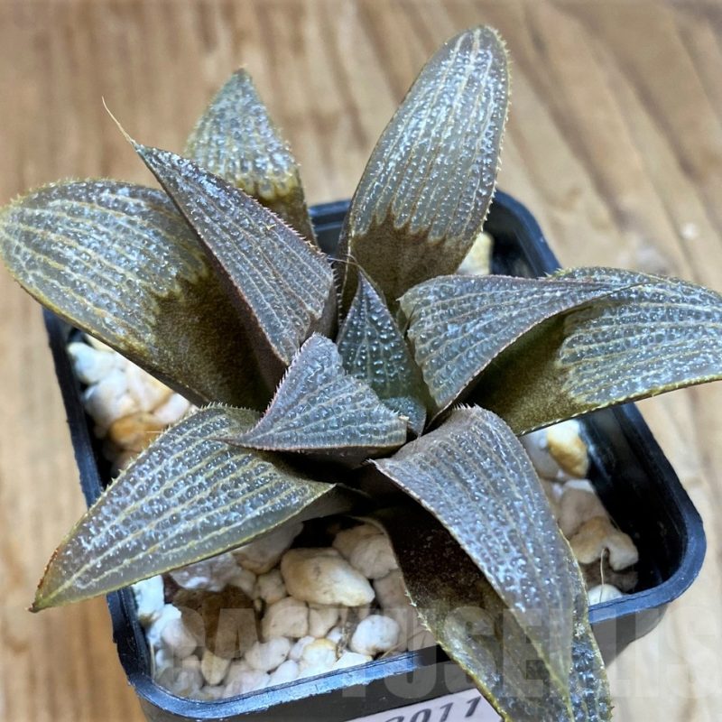 SH12011 Haworthia magnifica hybrid