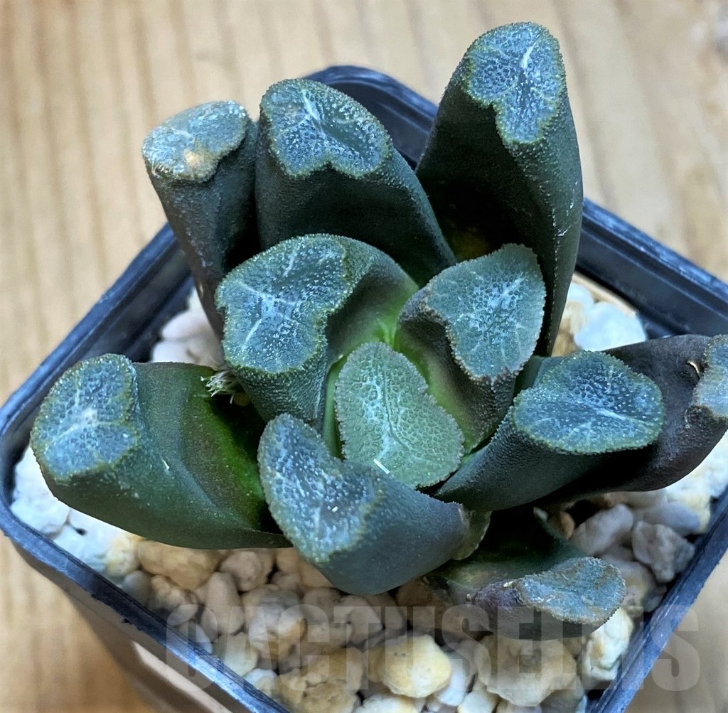 SH12013 Haworthia maughanii -Japan-