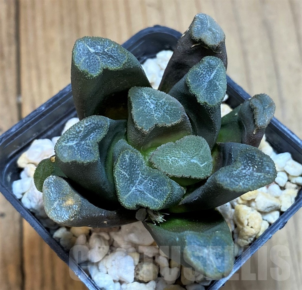 SH12013 Haworthia maughanii -Japan- - Image 2