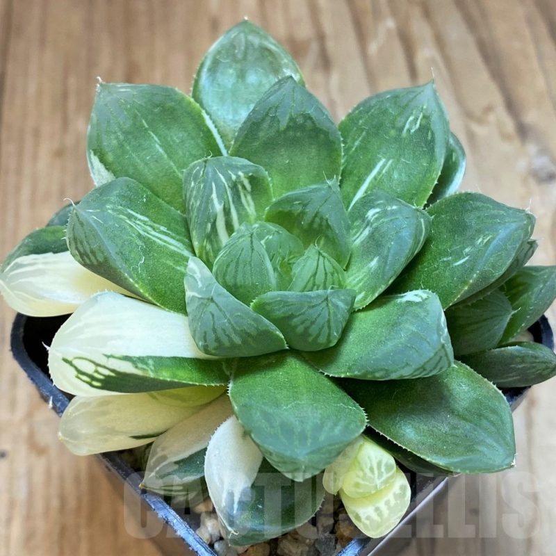 SH12038 Haworthia obtusa ‘Marin’ f. variegata