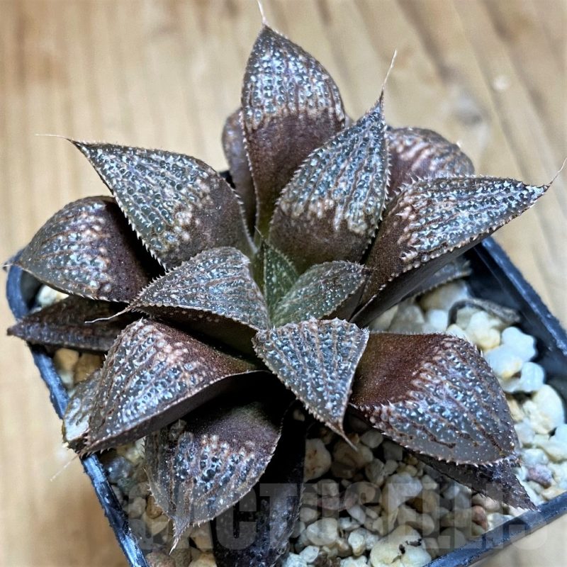 SH12044 Haworthia 'Yumedono' x splendens