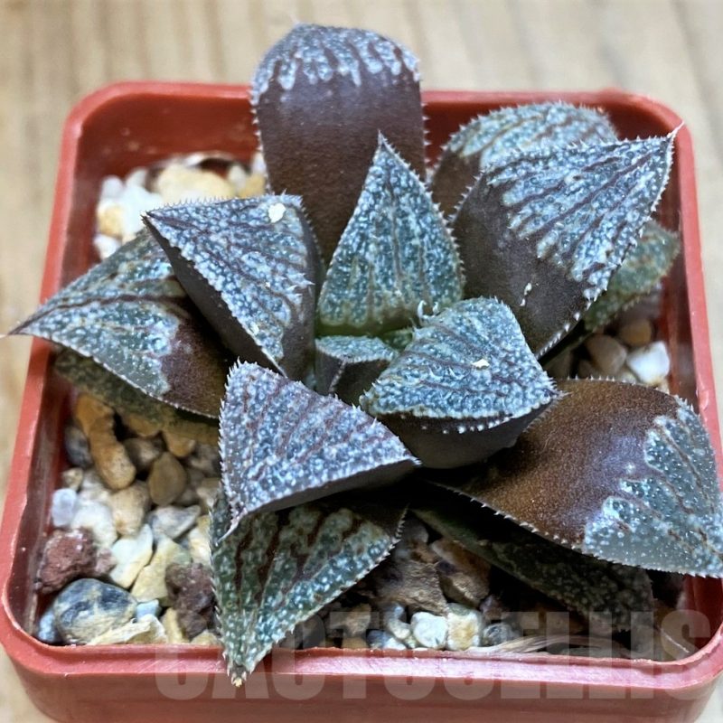 SH12045 Haworthia picta x splendens