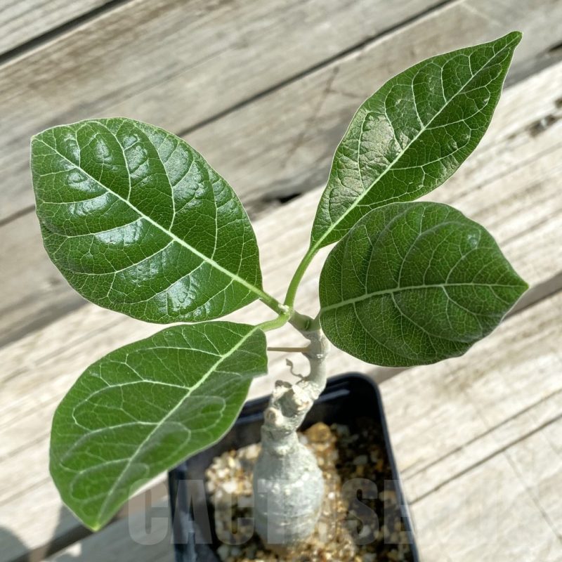 SH12056 Fockea multiflora