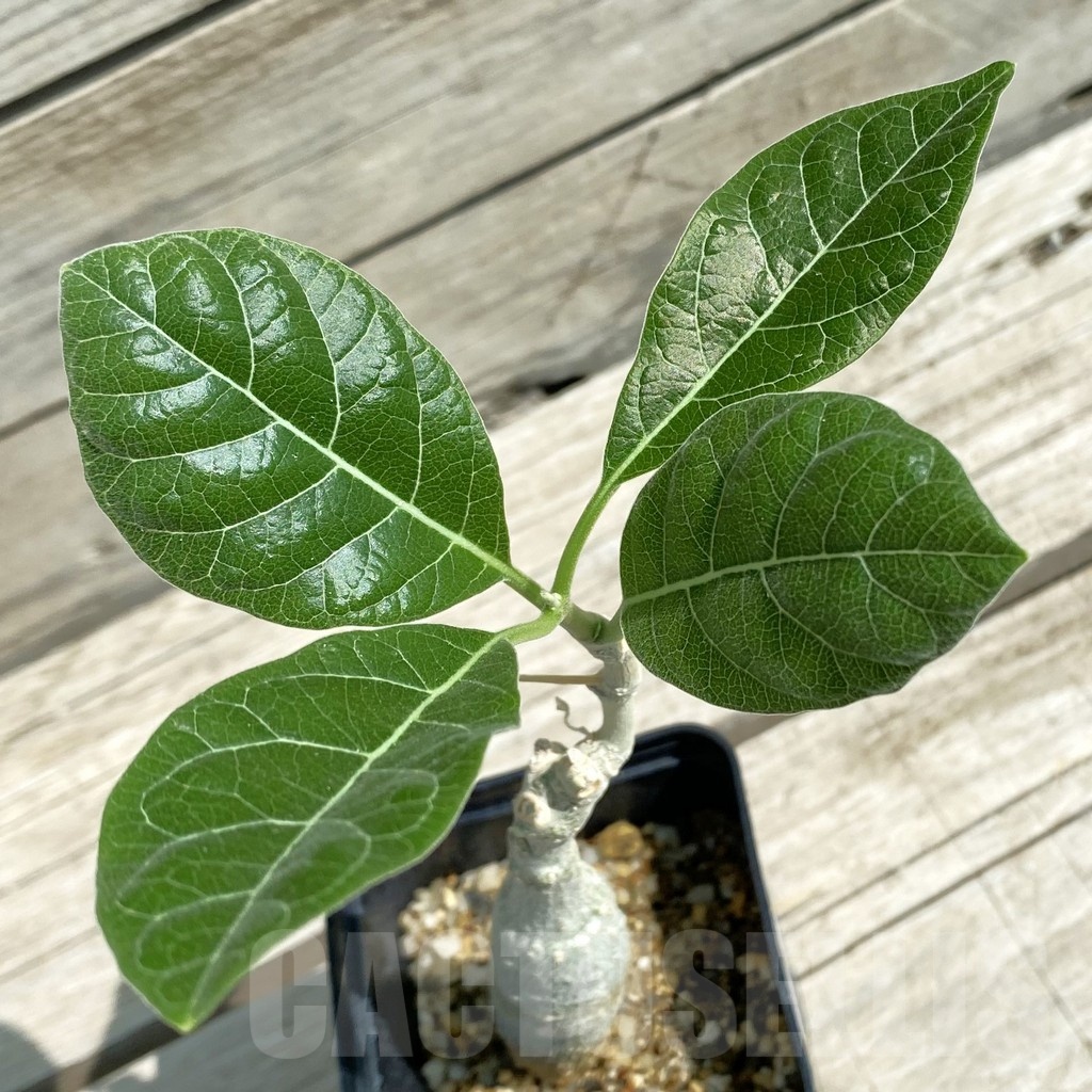 SH12056 Fockea multiflora