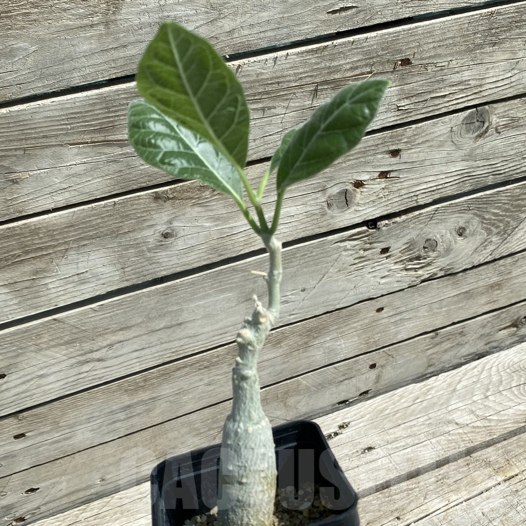 SH12056 Fockea multiflora – Bild 2