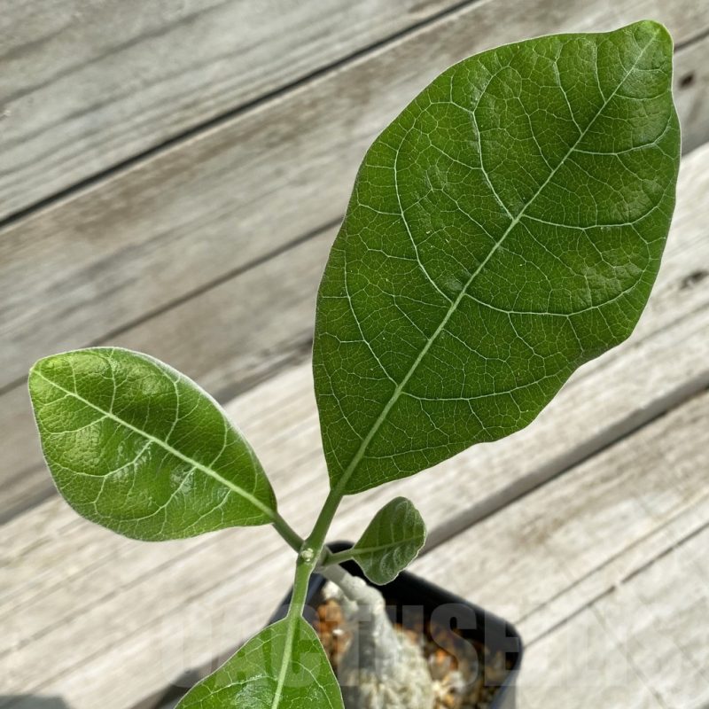 SH12057 Fockea multiflora