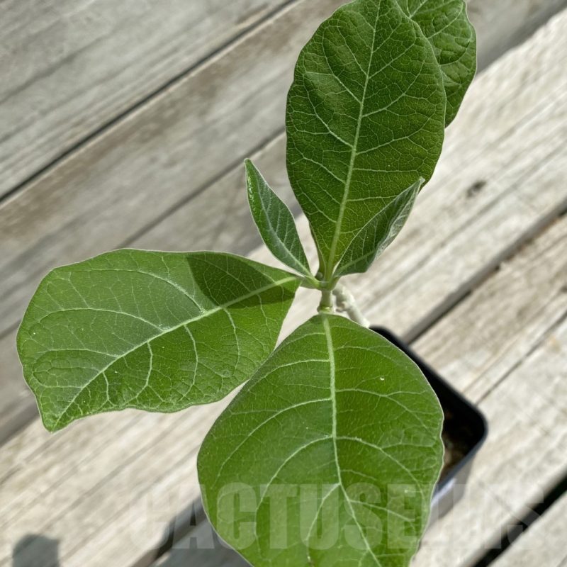 SH12058 Fockea multiflora ES 2024B