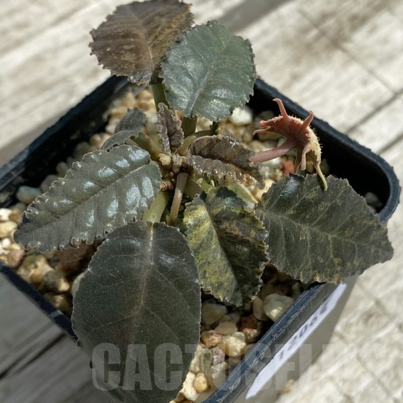 SH12064 Dorstenia hybrid f. variegata