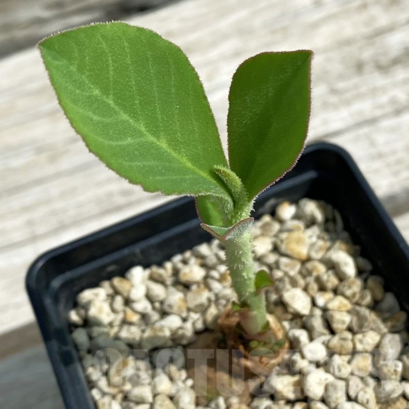 SH12072 Monadenium aff. goetzei