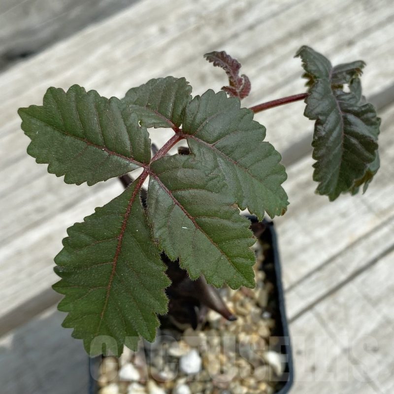 SH12077 Beiselia mexicana