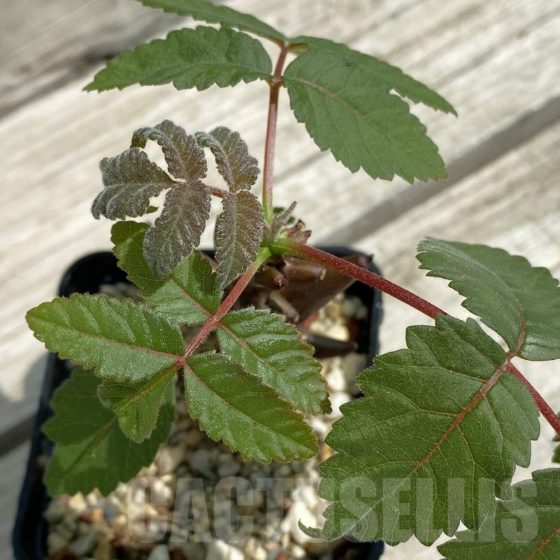 SH12082 Beiselia mexicana