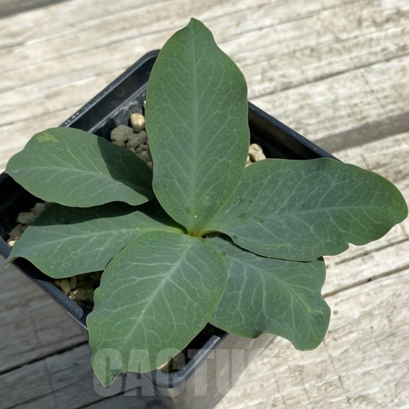 SH12090 Monadenium orobanchoides