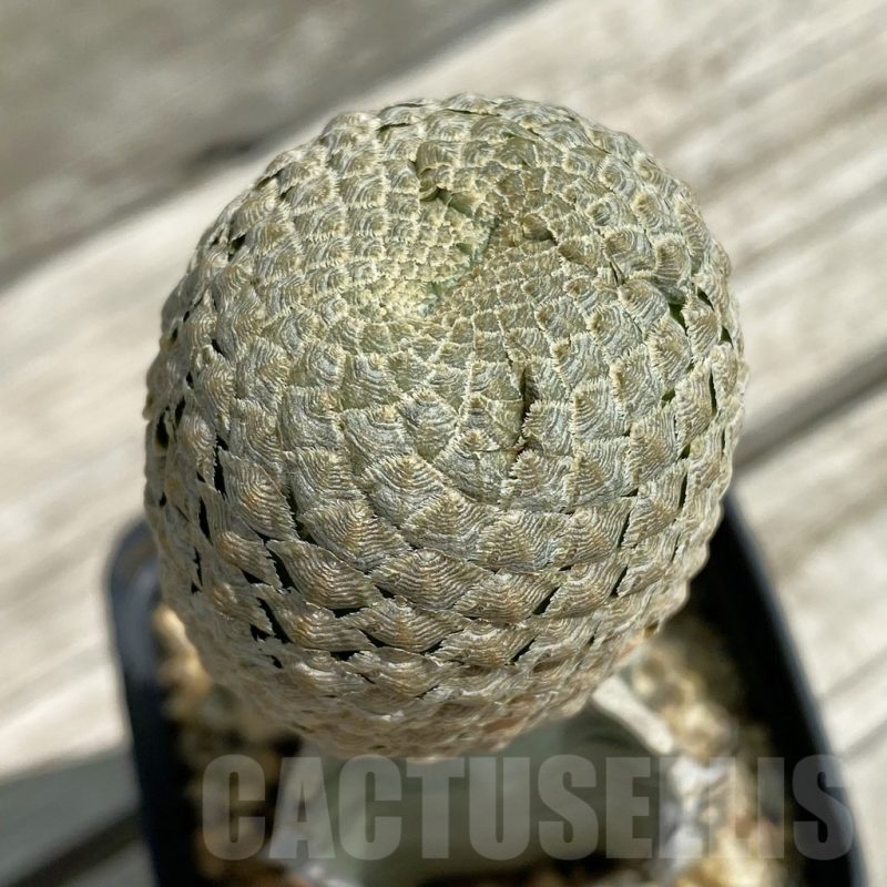 SH12093 Euphorbia piscidermis, grafted