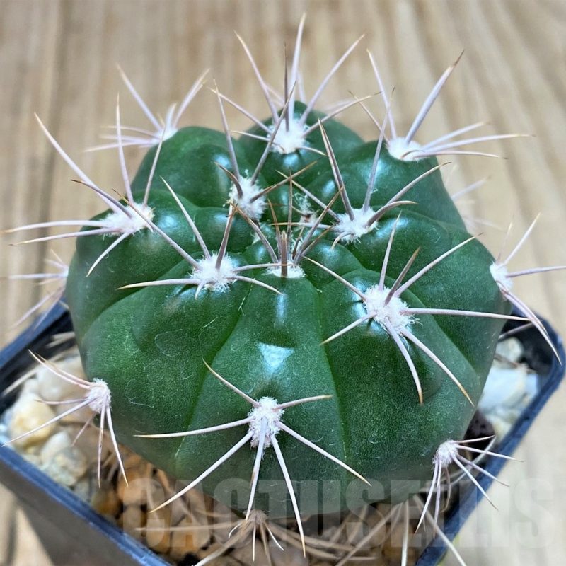 SH121 Gymnocalycium valnicekianum