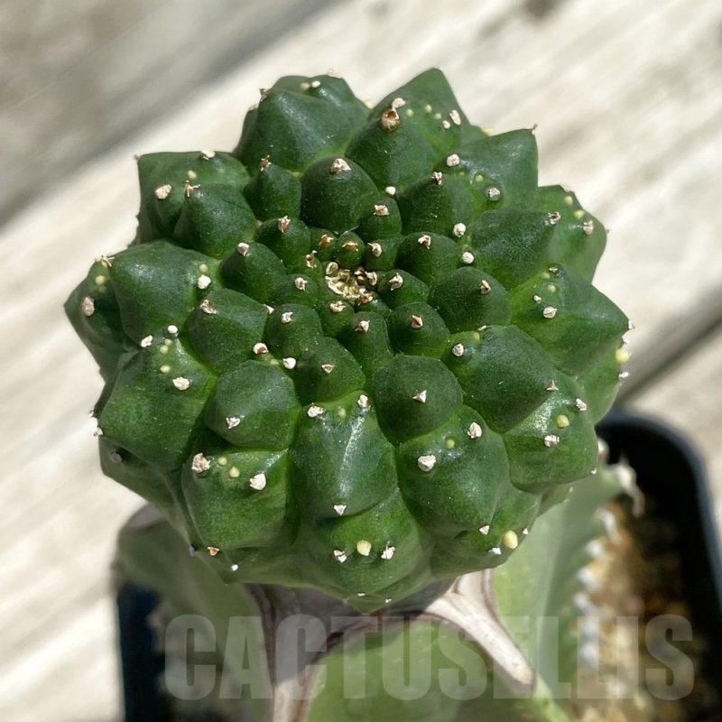 SH12105 Euphorbia gymnocalycioides, grafted