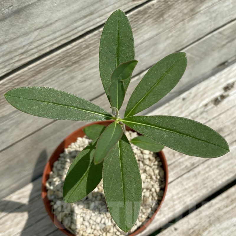 SH12108 Raphionacme aff. globosa