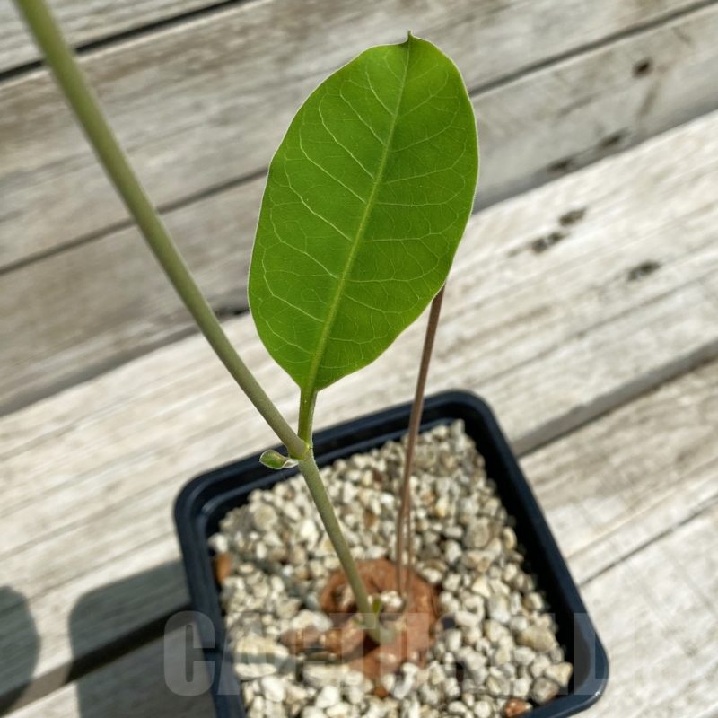 SH12109 Raphionacme globosa ES 20286