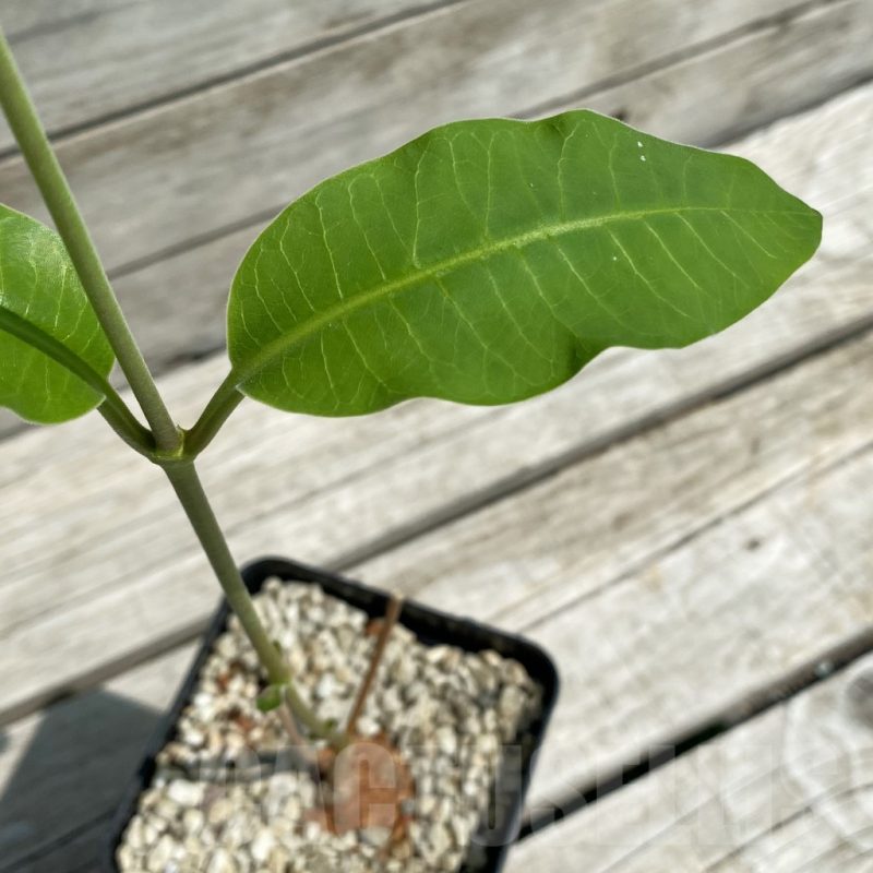 SH12110 Raphionacme globosa ES 20286