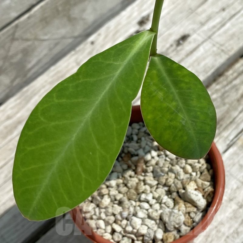 SH12111 Euphorbia aff. specksii