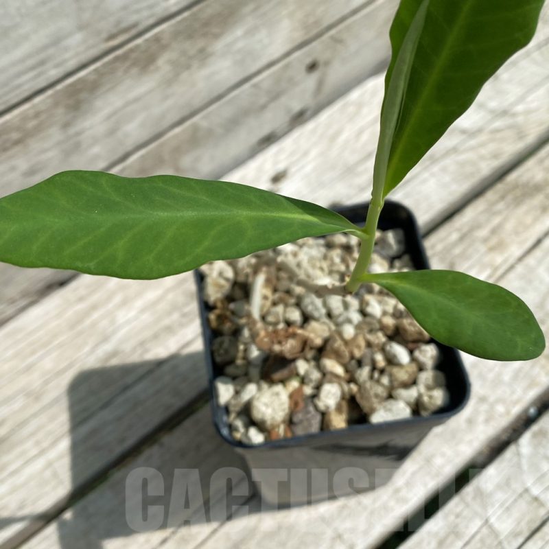 SH12114 Euphorbia aff. specksii