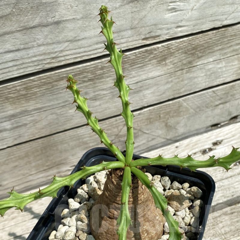 SH12119 Euphorbia decidua ES10264