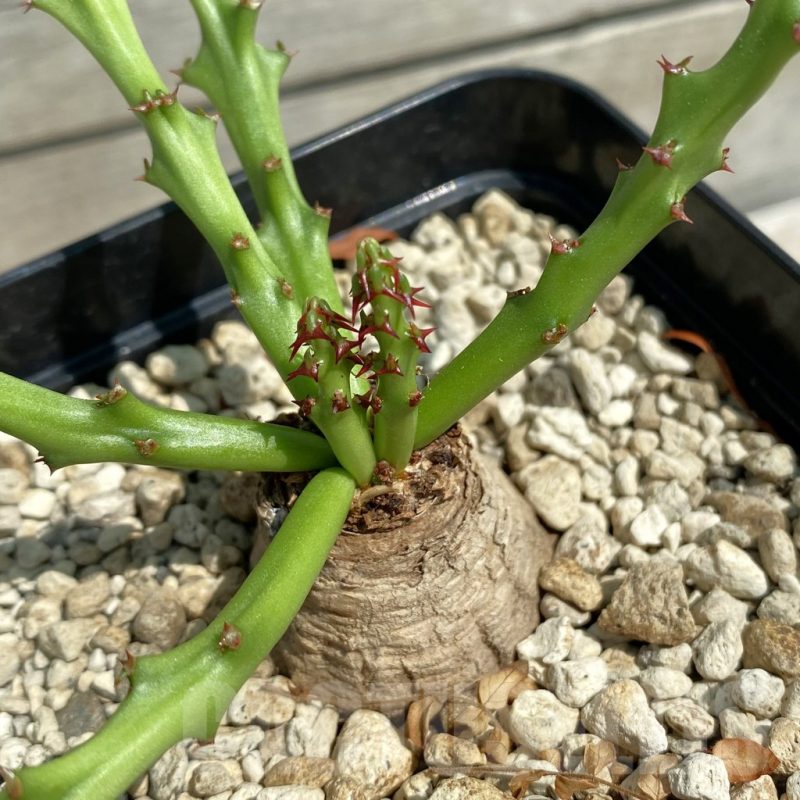 SH12120 Euphorbia decidua ES10264