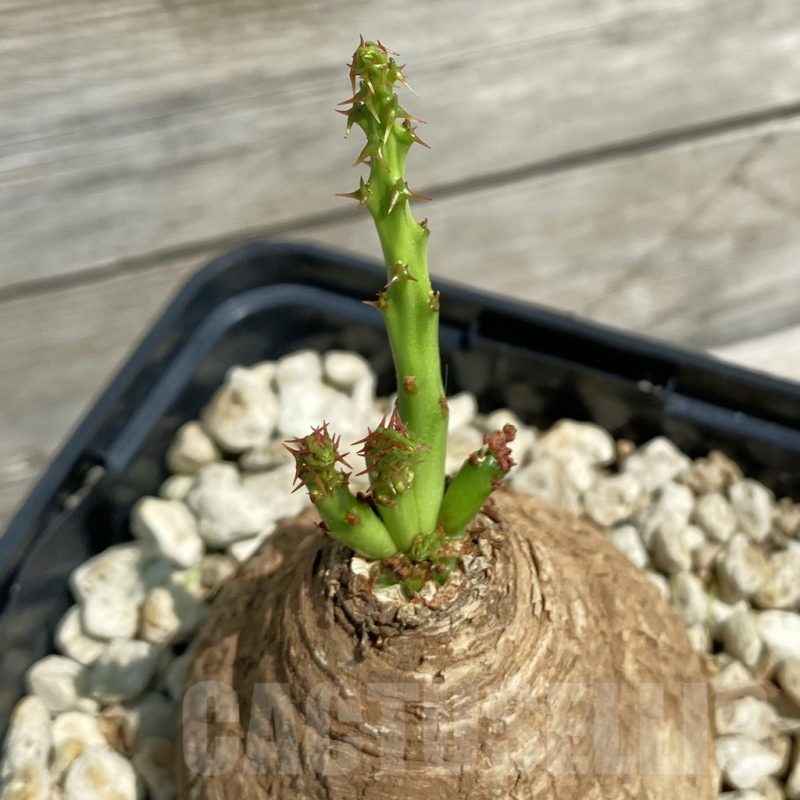 SH12121 Euphorbia decidua ES10264