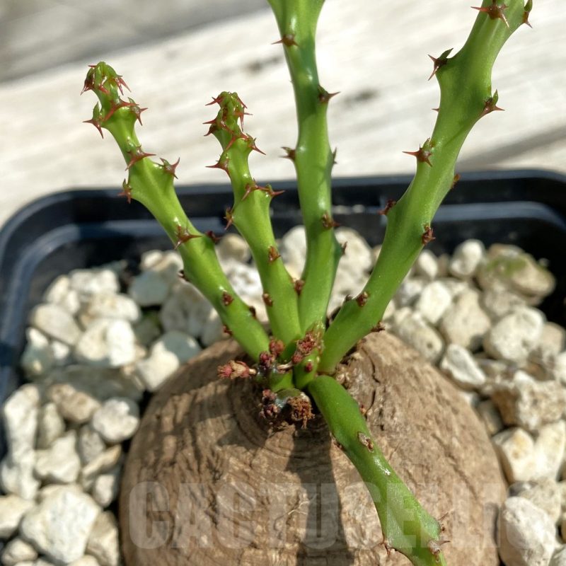 SH12122 Euphorbia decidua ES10264