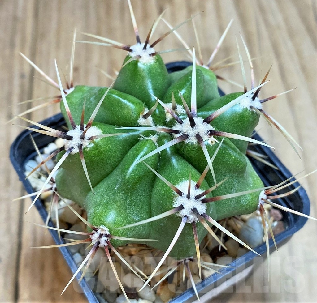 SH123 Gymnocalycium achirasense v. chacrasense LB 365