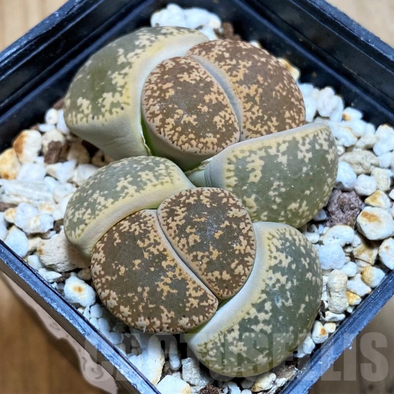 SH12302 Lithops lesliei v. hornii