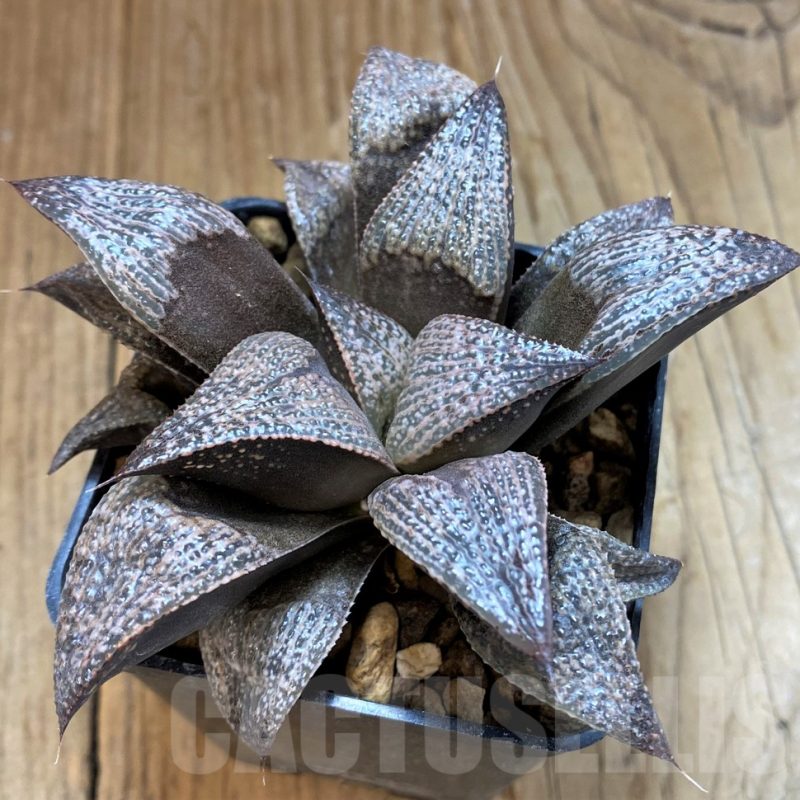 SH12685 Haworthia magnifica var. splendens GM452