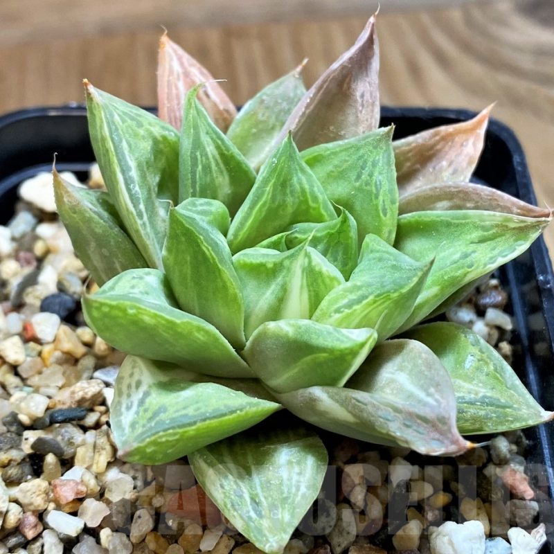 SH12690 Haworthia obtusa f. variegata