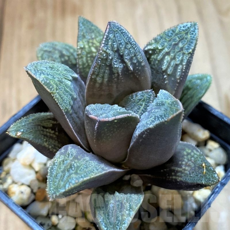 SH12692 Haworthia splendens x pygmaea 'Crystallina'