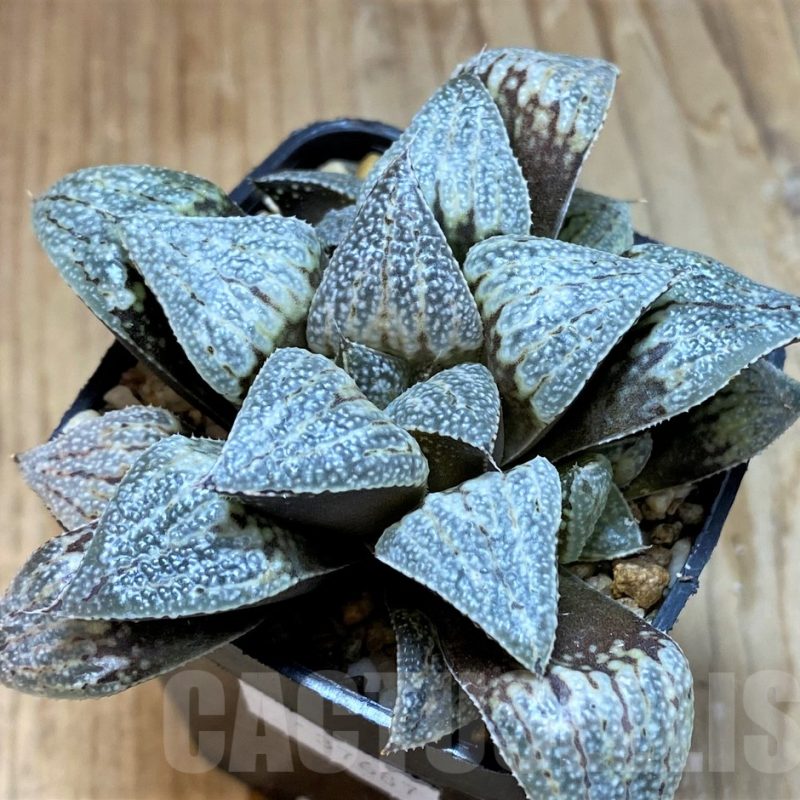 SH12693 Haworthia splendens hybrid