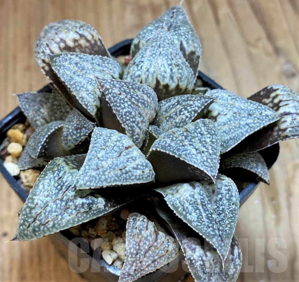 SH12693 Haworthia splendens hybrid - immagine 2