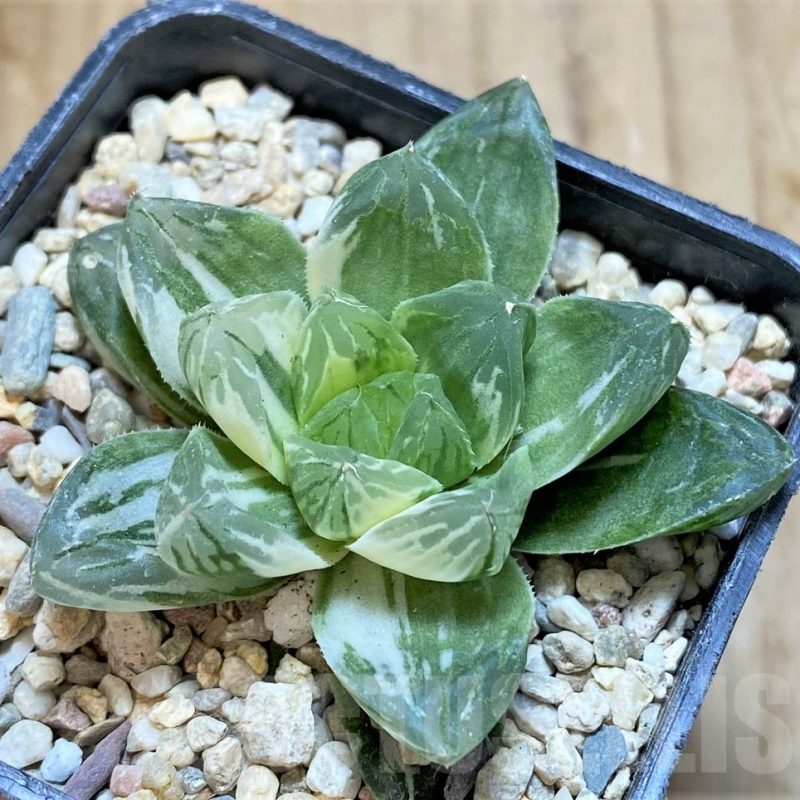 SH12710 Haworthia obtusa ‘Marin’ f. variegata