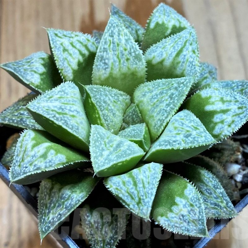 SH12734 Haworthia wimii 'White'